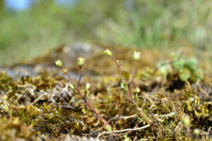 Hällebräcka-Glanshammar-tåsta-foto-Amanda-Olsson