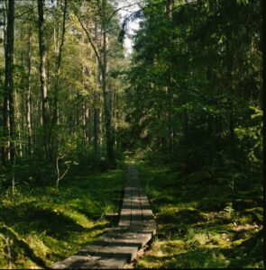 Philip-waern-unsplash