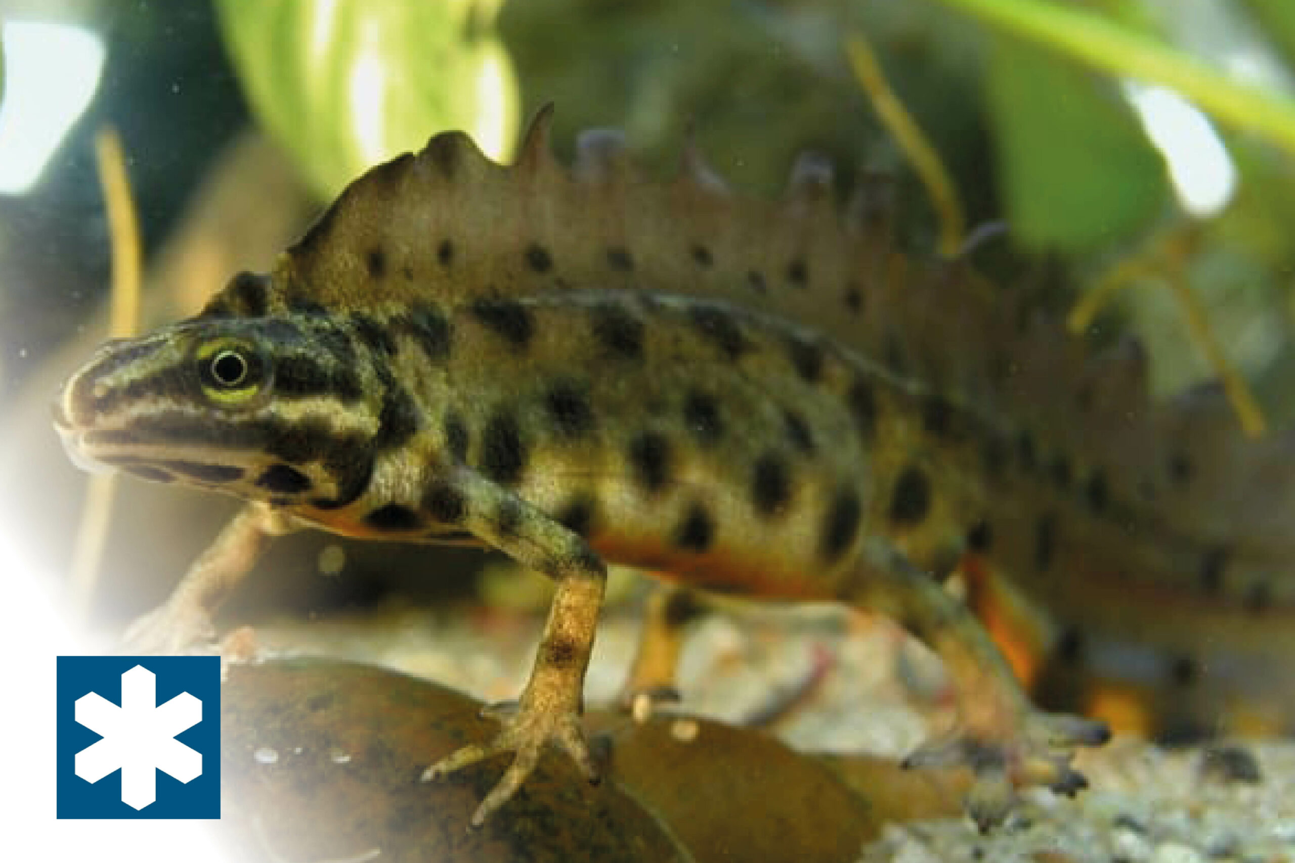 Drakar och bläddror