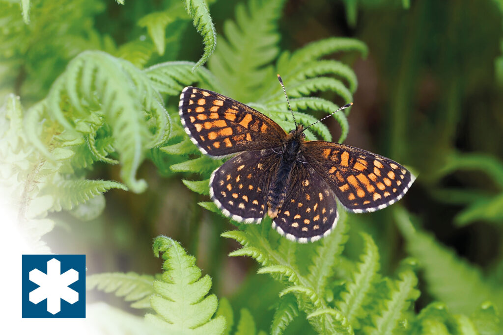 Göran Hellman sotnätfjäril